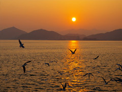 鳴門海峡 夕日とカモメ