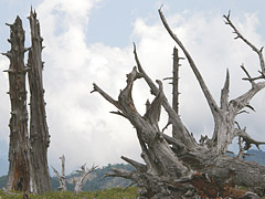 大台ケ原の立ち枯れの木々