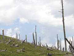 大台ケ原の立ち枯れの木々と大地