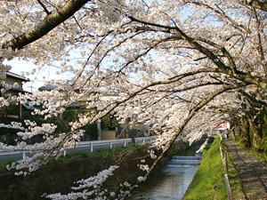 錦林車庫前の裏手 川沿いの桜並木