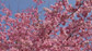 哲学の道 濃いピンクの桜と空
