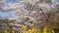哲学の道 空に映える桜と黄色のコントラスト